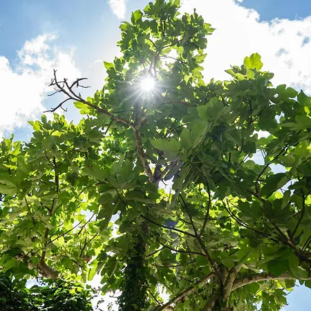 Galini Vines - Authentic Corfu Village Life Wifi Ac * Petáleia